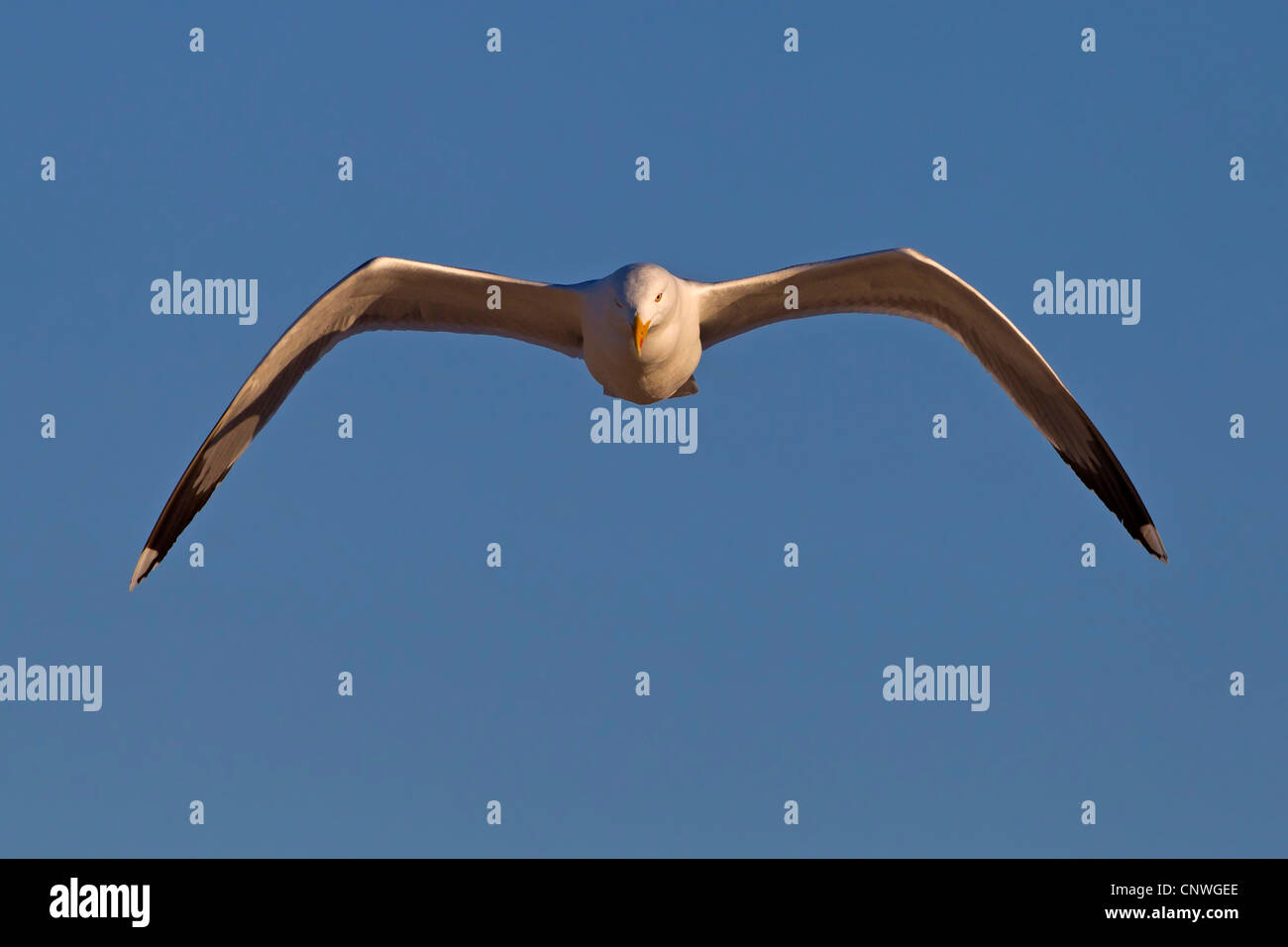 Yellow-legged Gull (Larus michahellis, Larus cachinnans michahellis), flying, Baléares, Majorque Banque D'Images