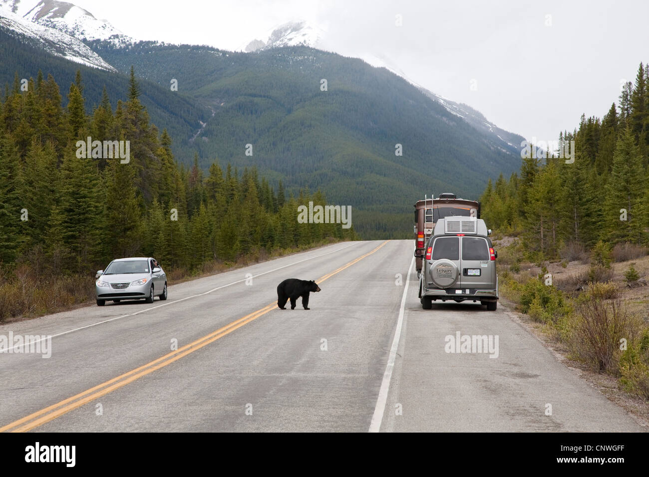 Ours noir (Ursus americanus), traversant des champs de glace, le Canada, l'Alberta, Jasper National Park Banque D'Images