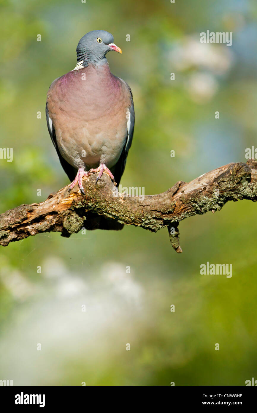 Pigeon ramier (Columba palumbus), assis sur une branche, l'Allemagne, Rhénanie-Palatinat Banque D'Images