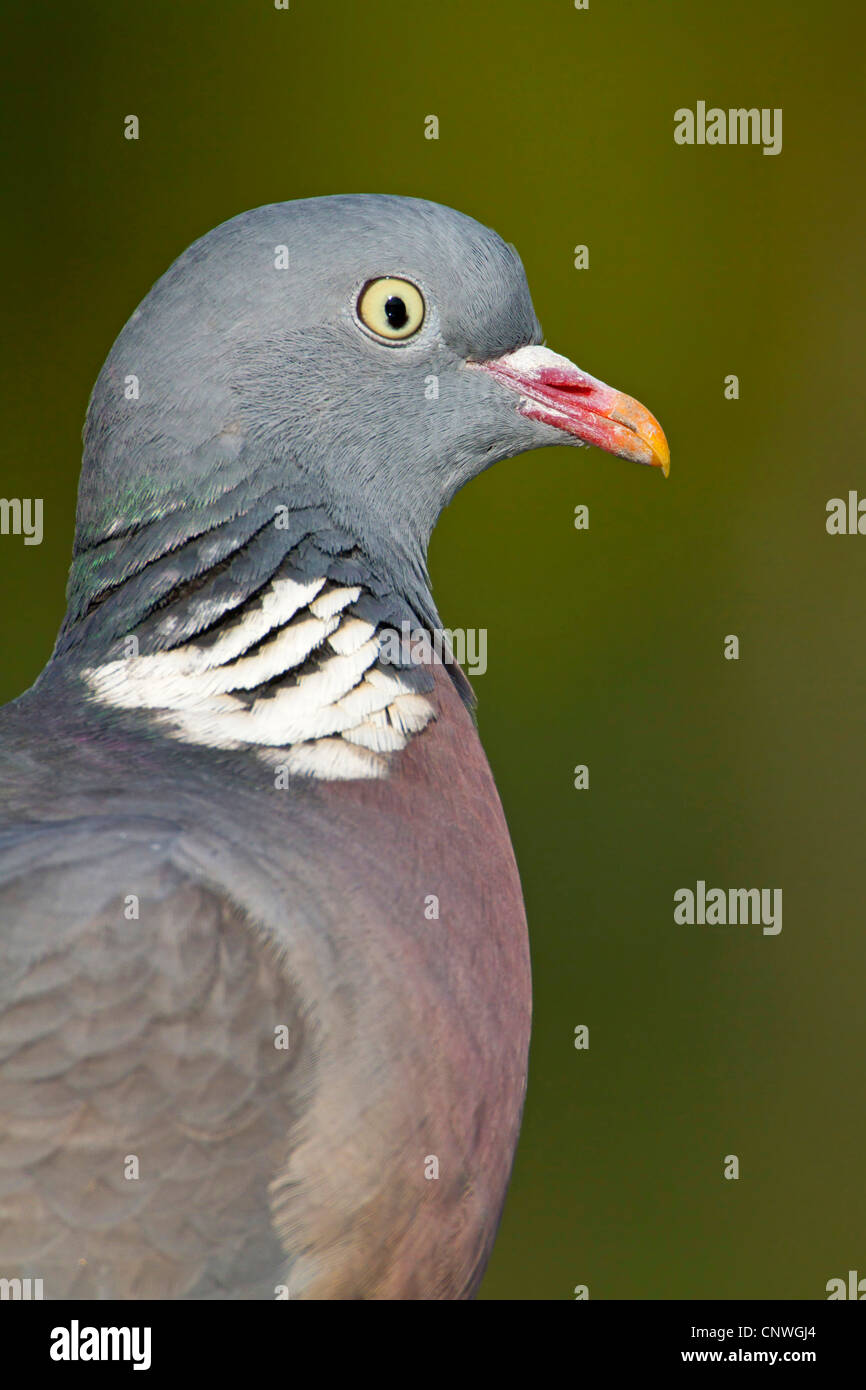 Pigeon ramier (Columba palumbus), portrait, Allemagne, Rhénanie-Palatinat Banque D'Images