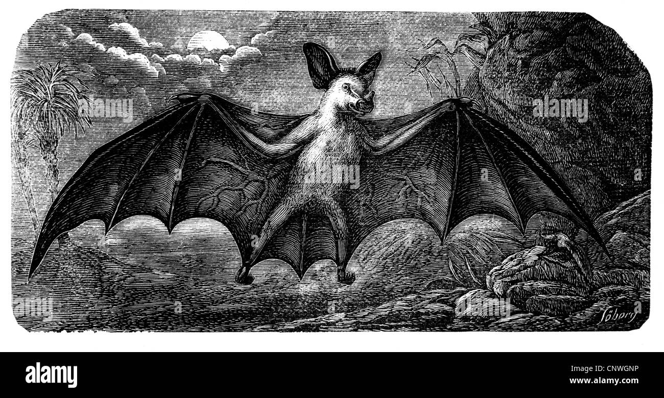 zoologie, mammifères, Phyllostomidae, Bat spectral (spectre Vampyrum), gravure de bois, vers 1870, droits additionnels-Clearences-non disponible Banque D'Images