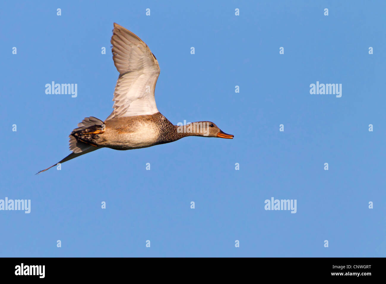 Le canard chipeau (Anas strepera strepera), Mareca, voler, Espagne, Baléares, Majorque Banque D'Images