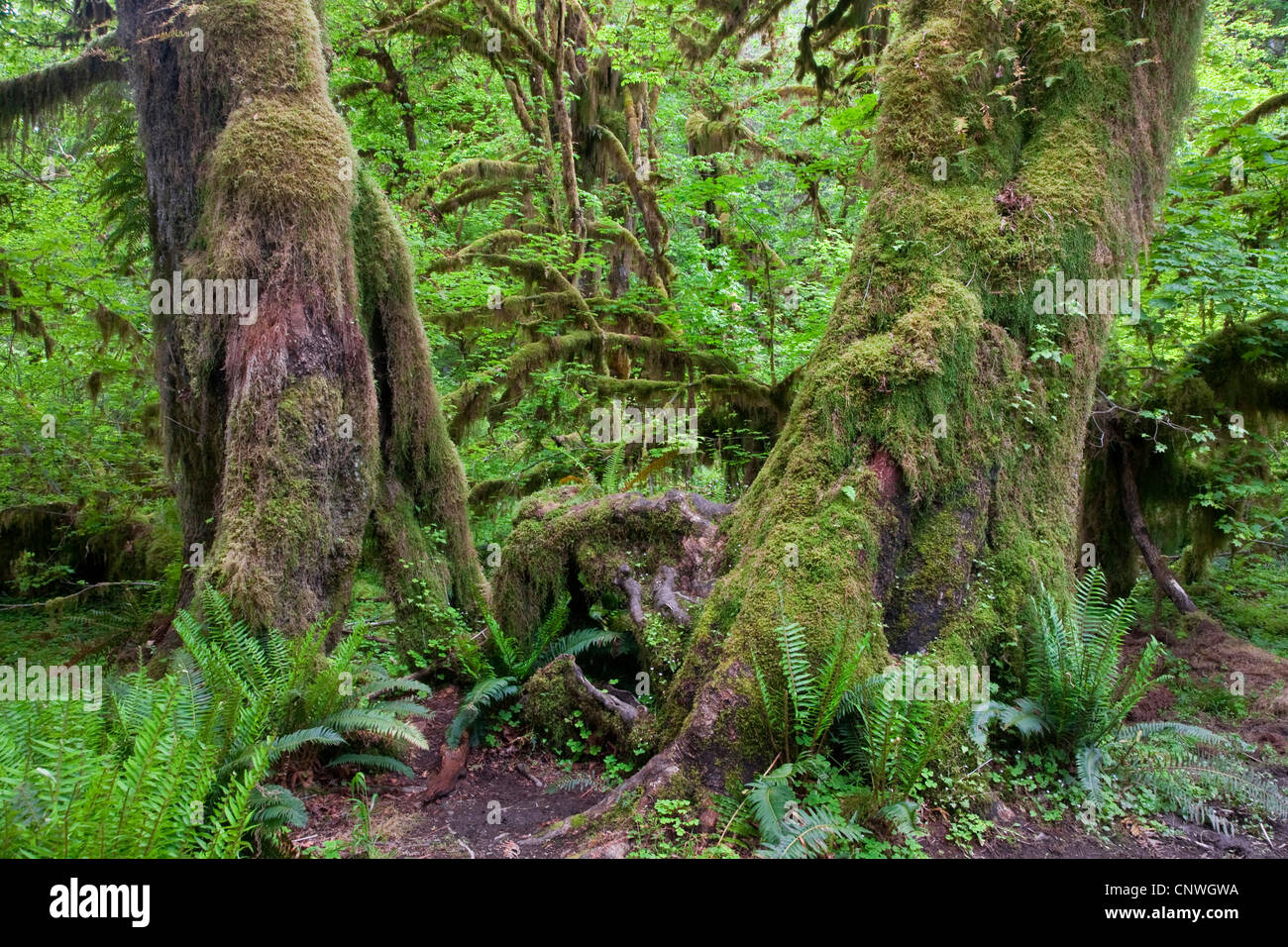 Temperated forêt tropicale, USA, Washington, l'Olympic National Park Banque D'Images