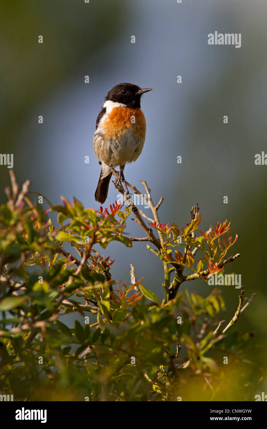 (Saxicola torquata stonechat commun), homme assis sur un buisson, Espagne, Baléares, Majorque Banque D'Images