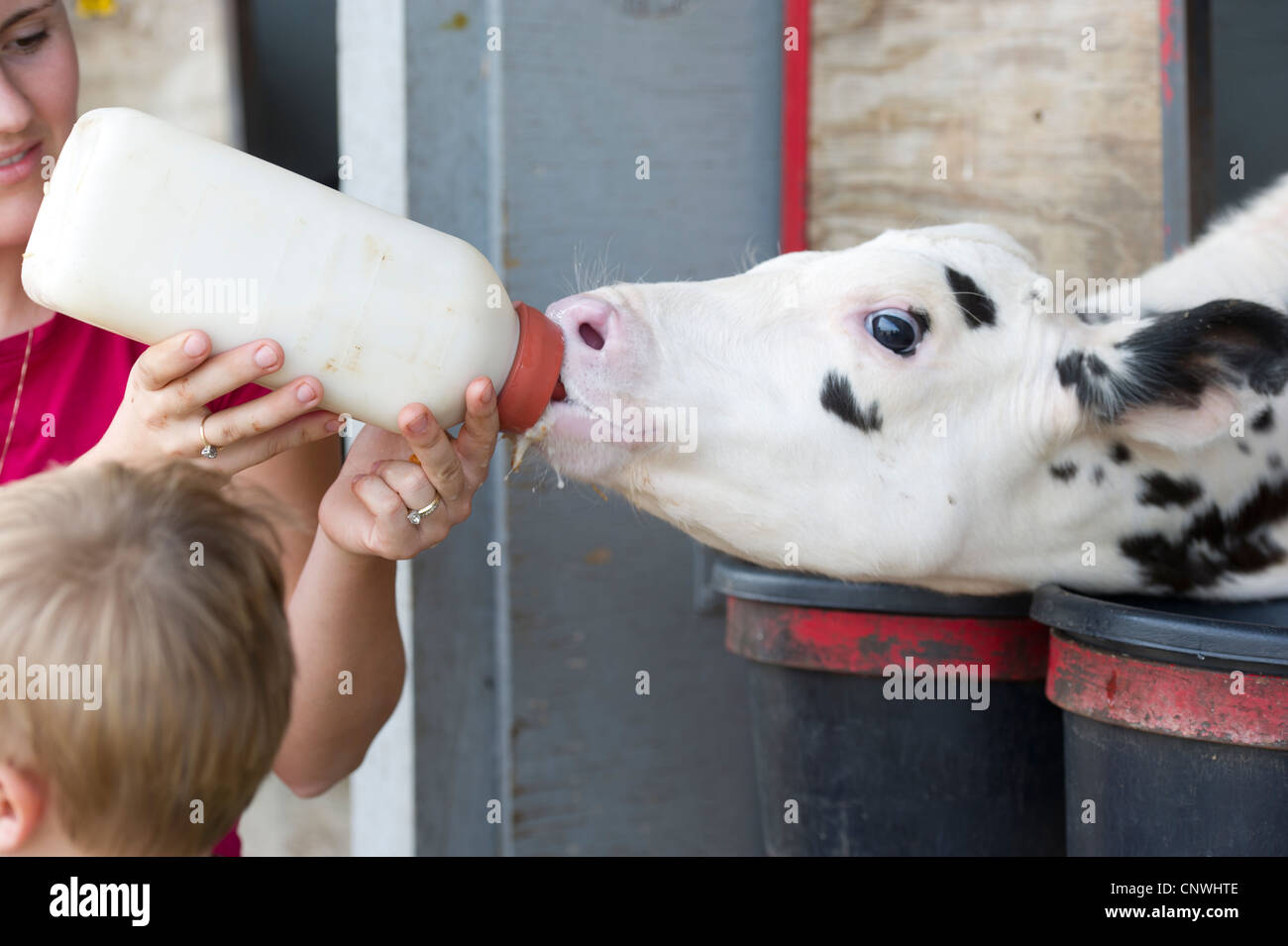 L'alimentation des veaux de vaches laitières d'une bouteille à l'extérieur de pen Banque D'Images
