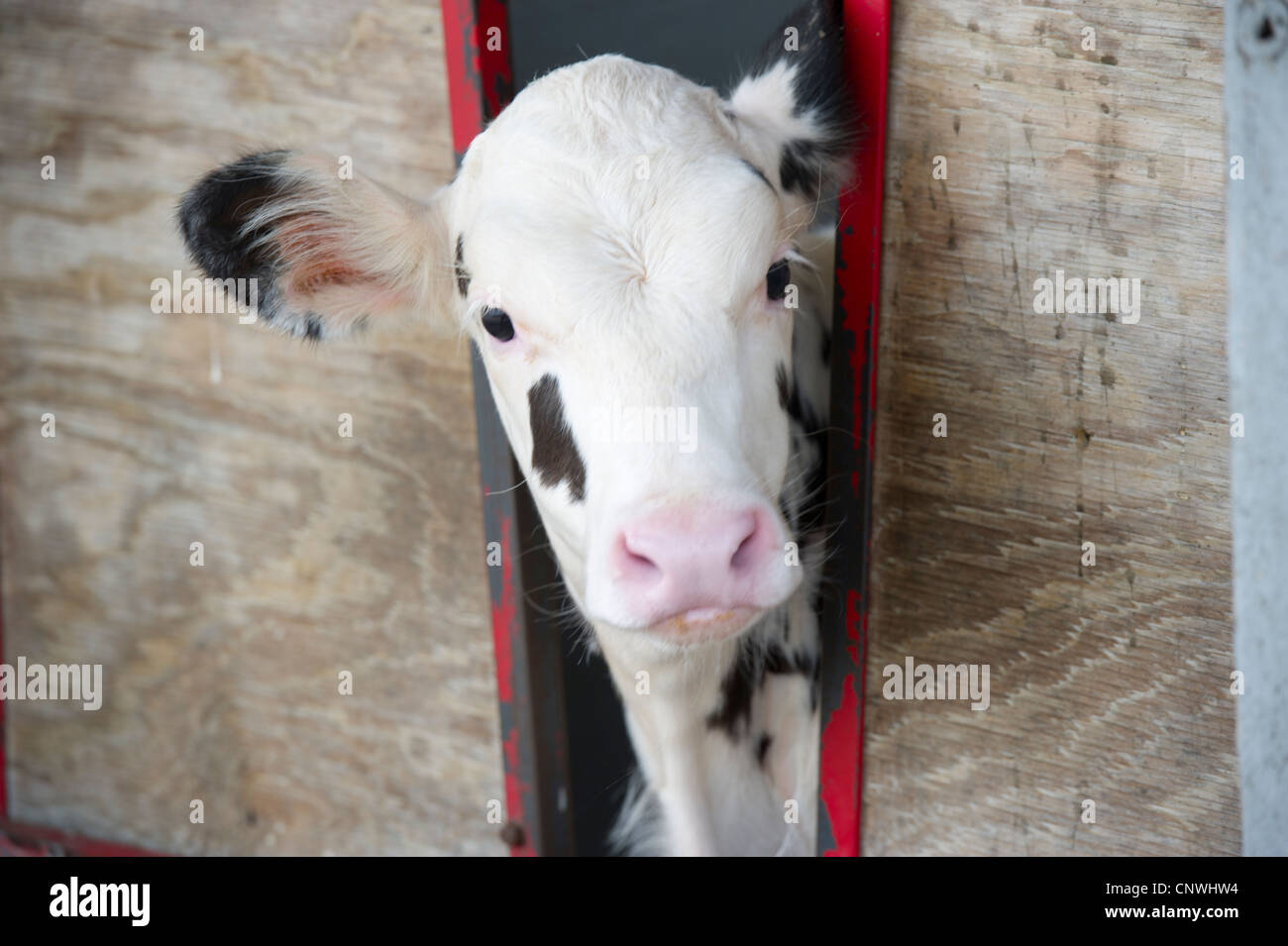 Veau vache laitière d'oeil à l'extérieur de pen Banque D'Images