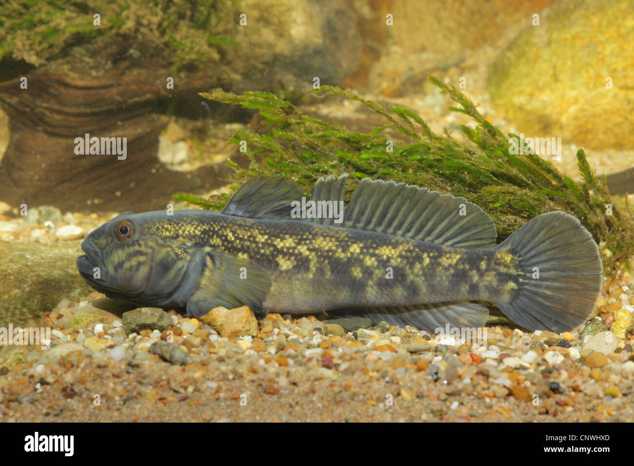 Le gobie à taches noires (Neogobius melanostomus), homme avec coloration de reproduction se trouvant sur la masse de gravier, de l'Allemagne, de Bavière, du Danube Banque D'Images