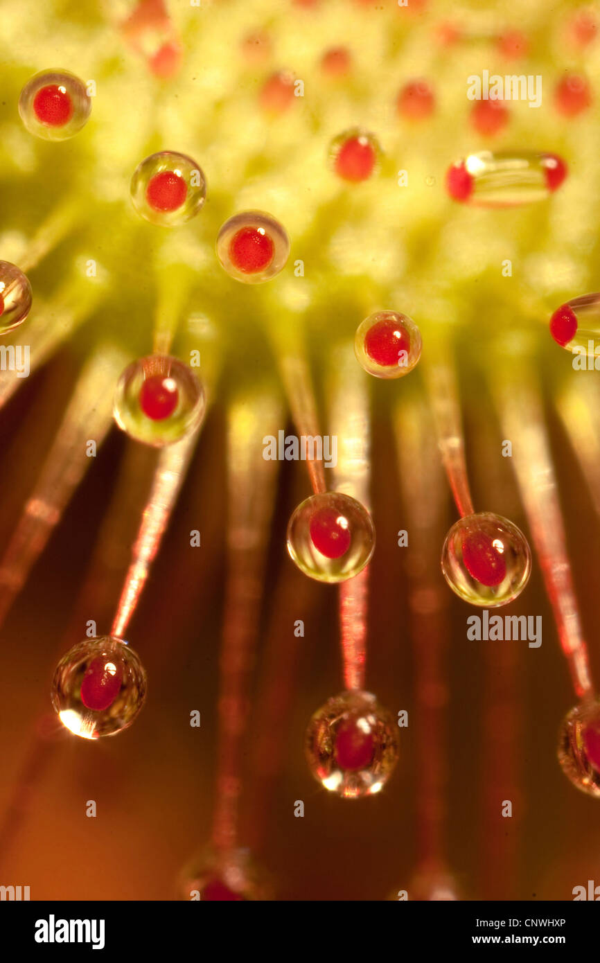 Le rossolis à feuilles rondes, roundleaf Sundew (Drosera rotundifolia), macro shot de gland de tentacules, Germany Banque D'Images