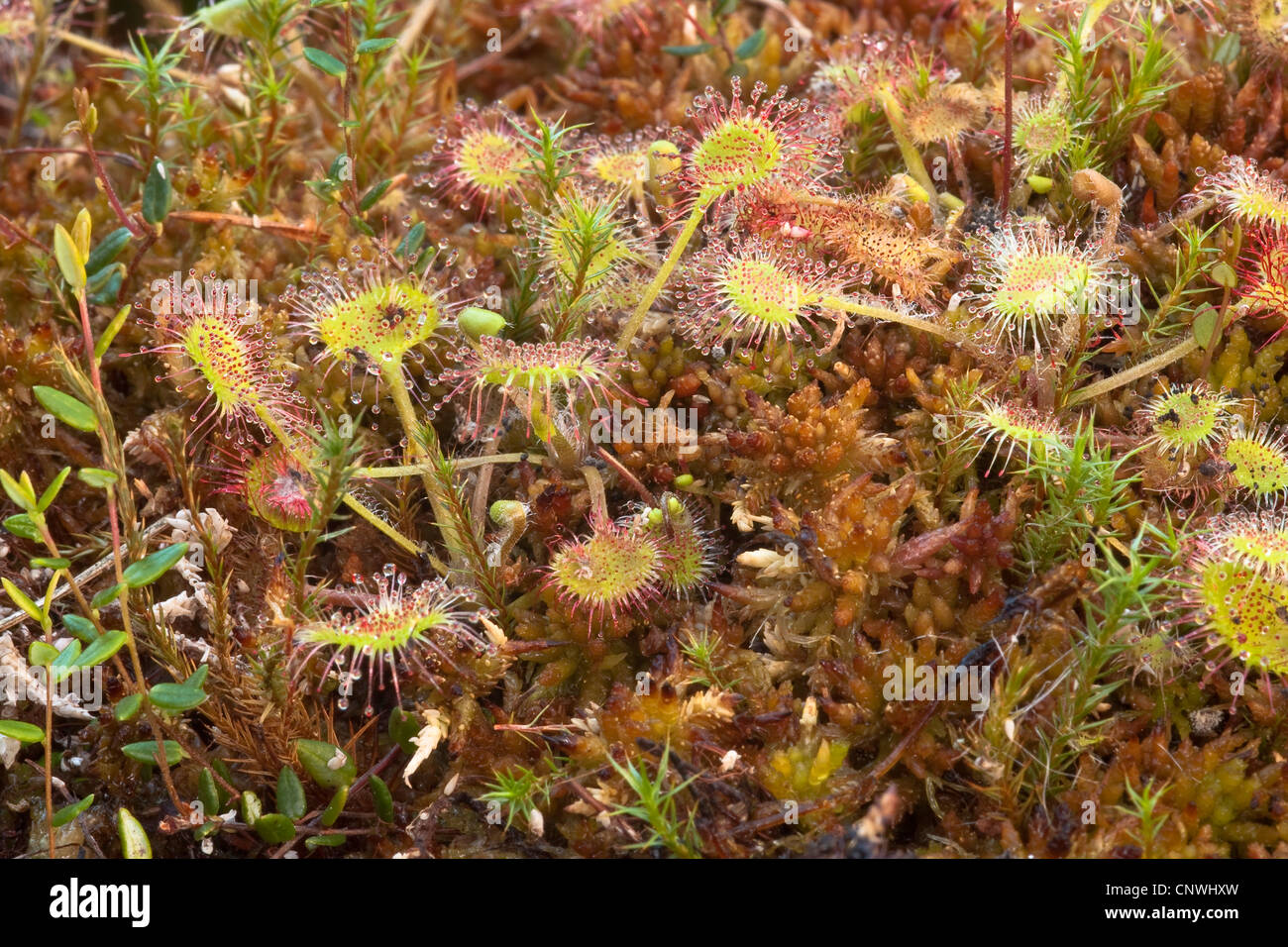 Le rossolis à feuilles rondes, roundleaf Sundew (Drosera rotundifolia), le Sphangnum , Allemagne, Bavière Banque D'Images