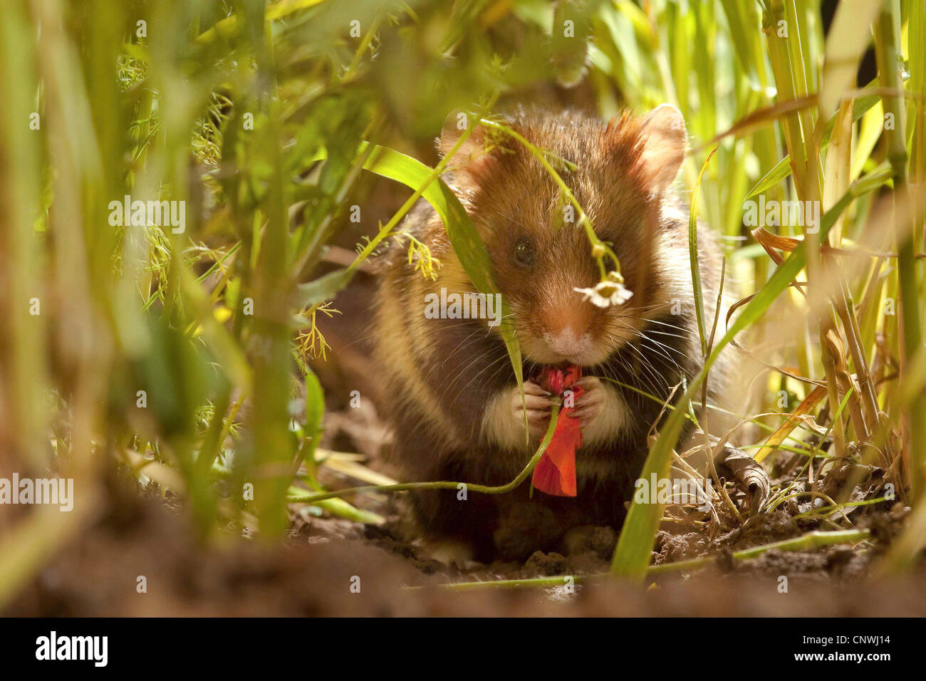 Hamster commun, black-bellied grand hamster (Cricetus cricetus), assis entre les lames du grain, de manger une fleur de pavot commun, Allemagne Banque D'Images