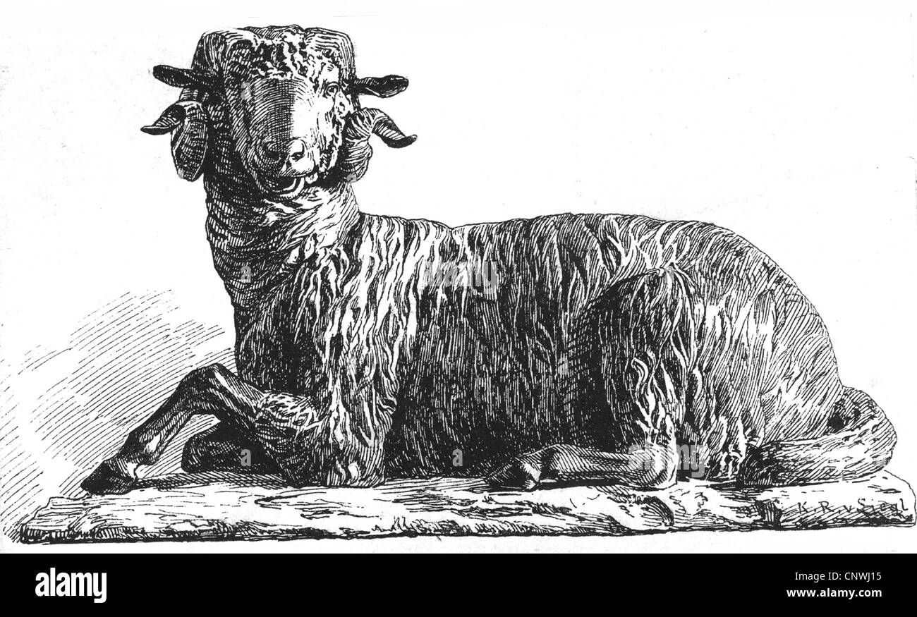 zoologie, RAM, gravure en bois, 19e siècle, après sculpture en bronze de Syracuse, Museo di Palermo, corne, cornes, moutons, moutons, moutons, historique, historique, droits additionnels-Clearences-non disponible Banque D'Images