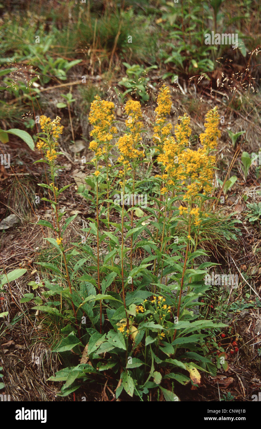 Verge d'or, Solidago virgaurea (golden rod), la floraison, Allemagne Banque D'Images