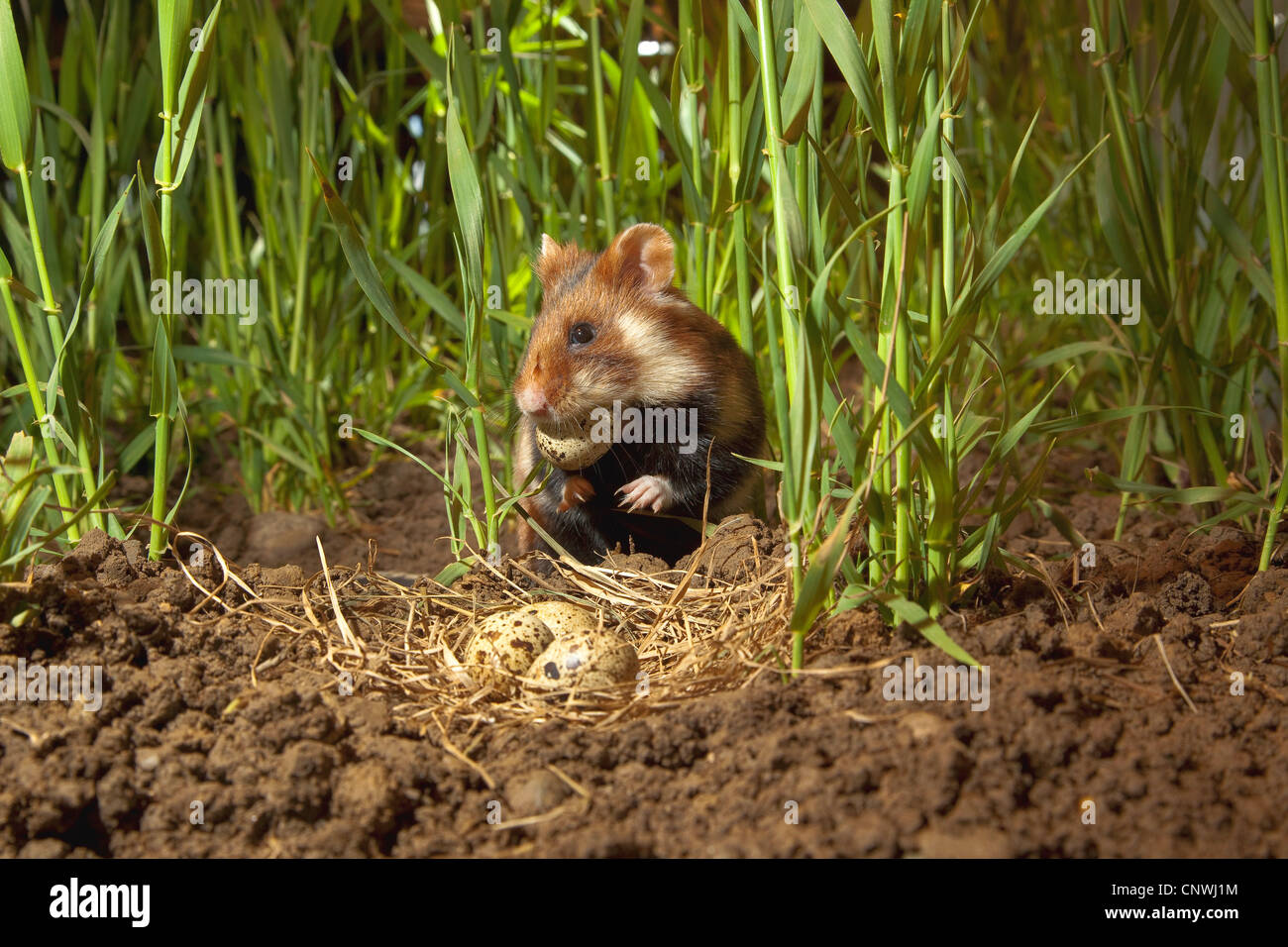 Hamster commun, black-bellied grand hamster (Cricetus cricetus), assis parmi les pales d'un oeuf de caille un nid, Allemagne Banque D'Images