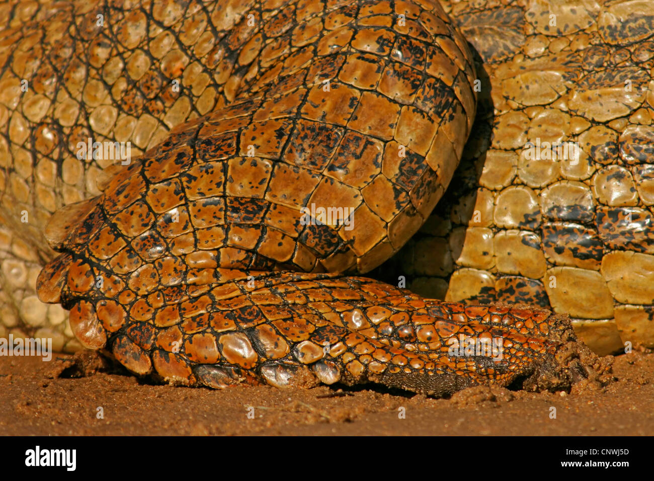 Pied de crocodile du nil Banque de photographies et d’images à haute