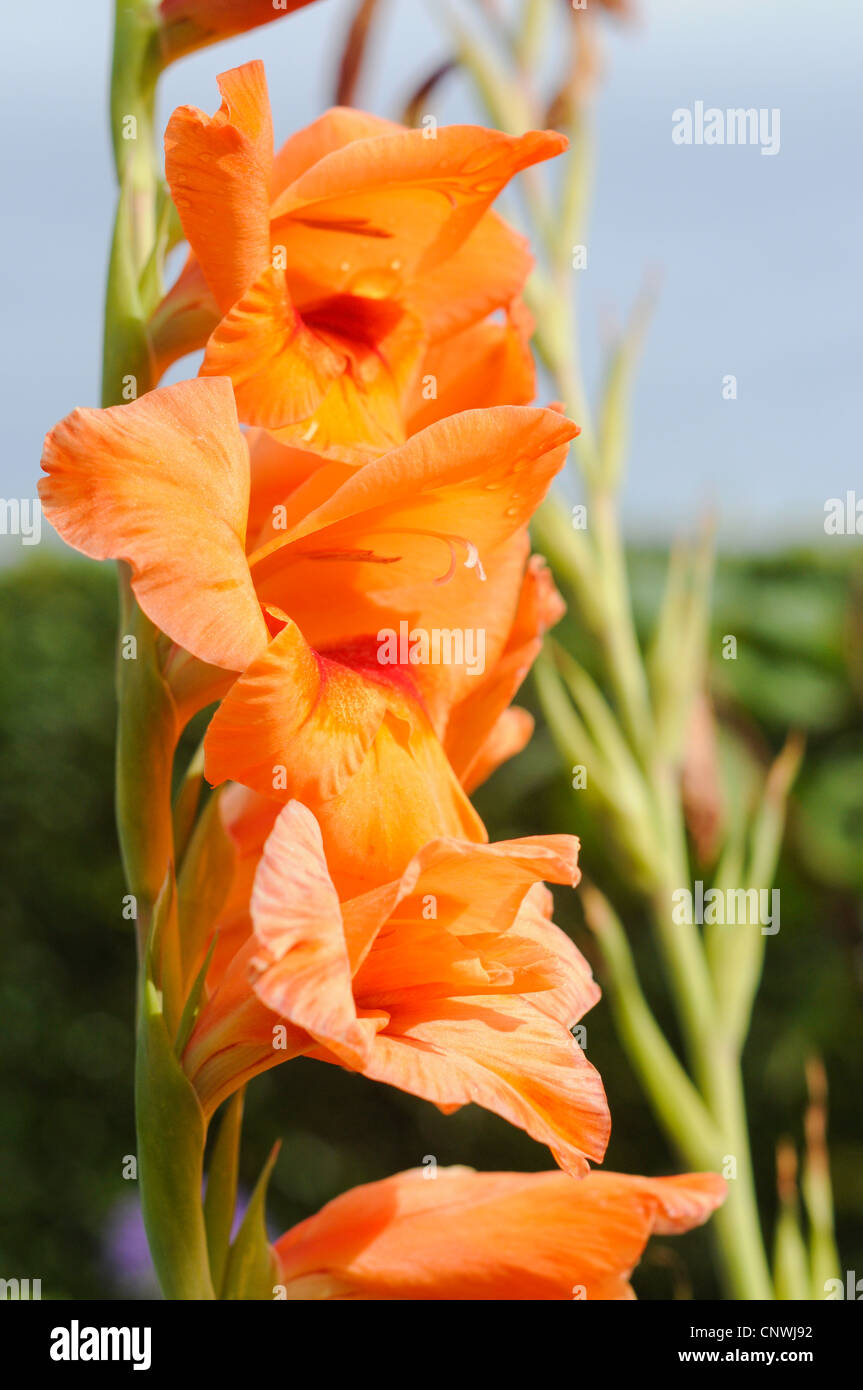 Glaïeuls en fleur orange Banque D'Images