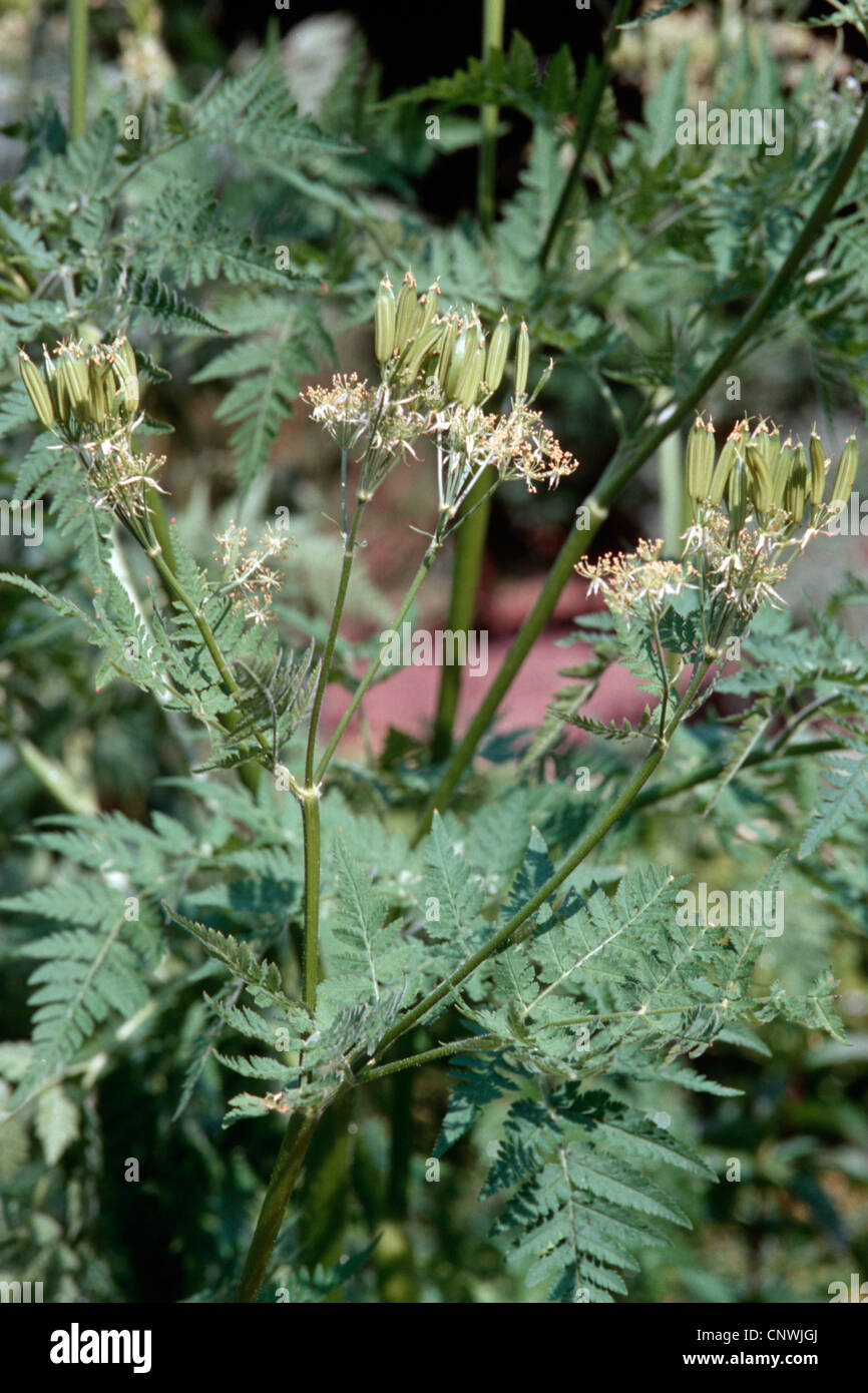 Sweet cicely, anis, Cicely, Myrrhis odorata cerfeuil (Espagnol), la fructification, Allemagne Banque D'Images