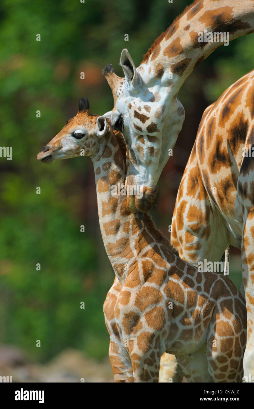 Girafe (Giraffa camelopardalis), vache et son veau Banque D'Images