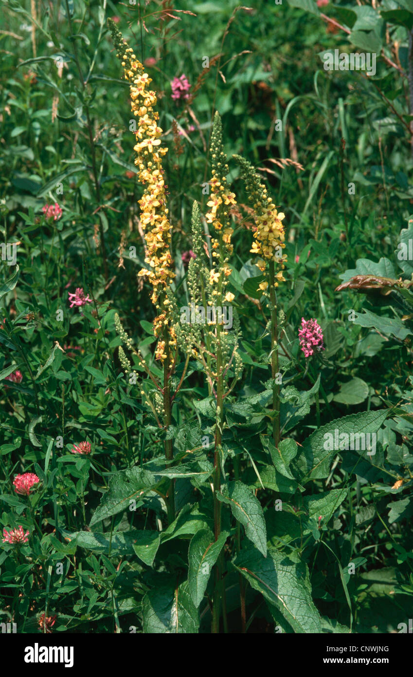 Molène noire (Verbascum nigrum), la floraison, la Grèce, Crete Banque D'Images