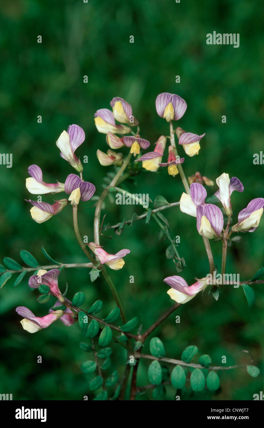 Vicia lunata (Vicia lunata), blooming, Chypre Banque D'Images