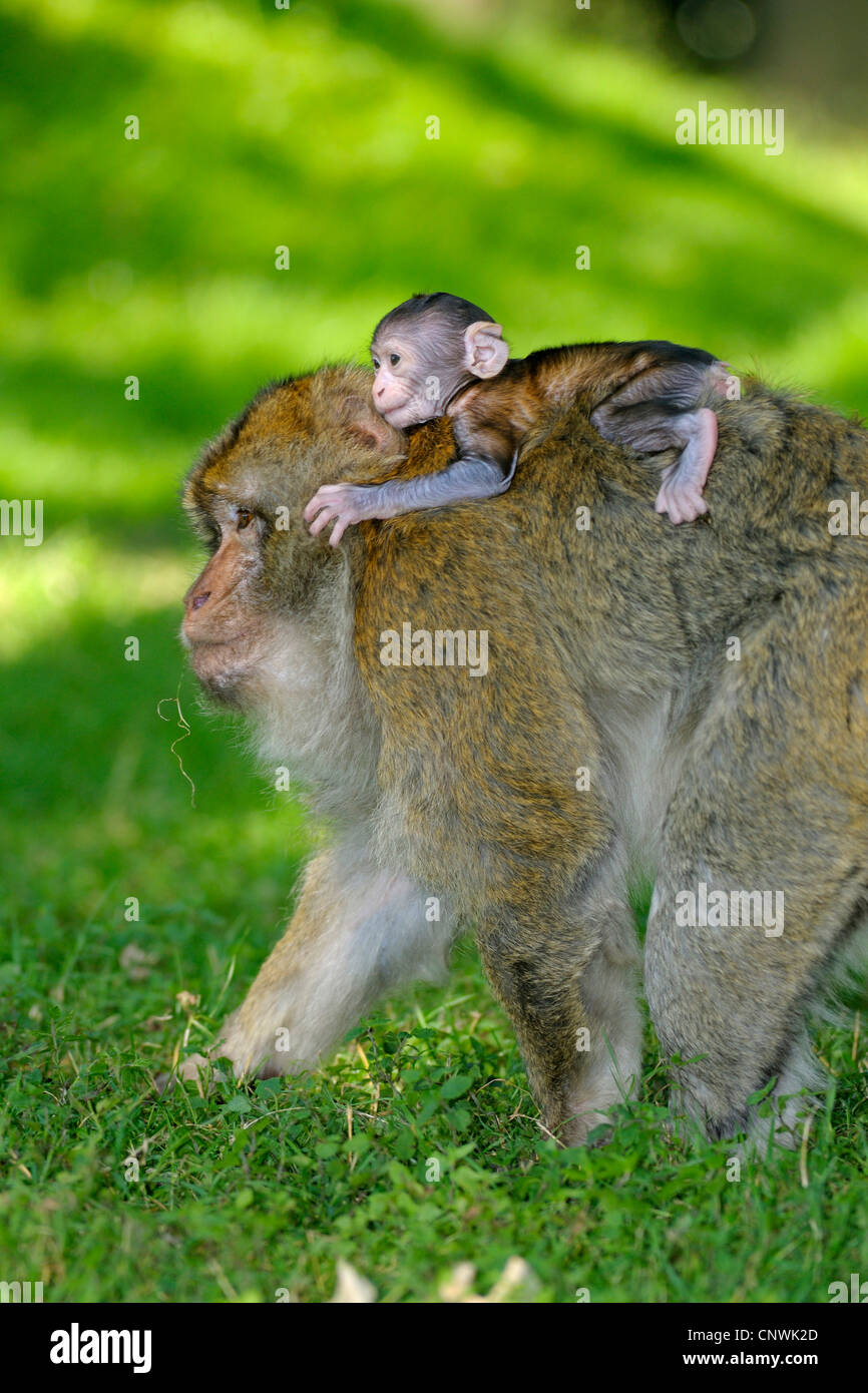 Singes de barbarie, barbary macaque (Macaca sylvanus), un bébé de quelques semaines sur le dos d'un adulte Banque D'Images