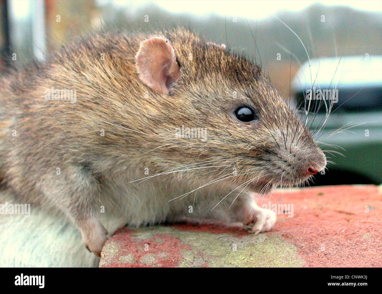 RAT Rat surmulot (Rattus norvegicus) une amende la plus commune de foundi rat n le Royaume-Uni. Ils produisent une quarantaine de jeunes d'un an et sont capables de se reproduire à partir de l'âge de 11 semaines ! Considérés comme de la vermine qu'ils portent la maladie et vivent à proximité de l'humanité. Banque D'Images