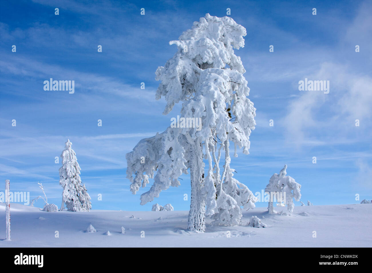 Plaine couverte de neige avec les arbres isolés à la Schwarzwaldhochstrasse, Allemagne, Bade-Wurtemberg, Forêt Noire, Hornisgrinde Banque D'Images