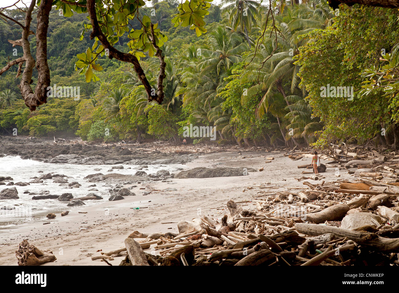 Bois flotté sur la plage de Montezuma, Péninsule de Nicoya, Costa Rica, Amérique Centrale Banque D'Images