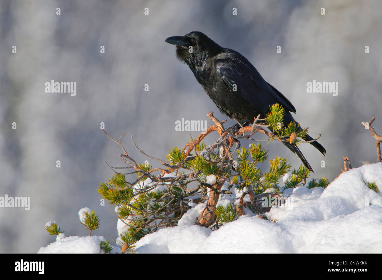 Grand corbeau (Corvus corax), assis sur un couvert de neige bush, Norvège Banque D'Images