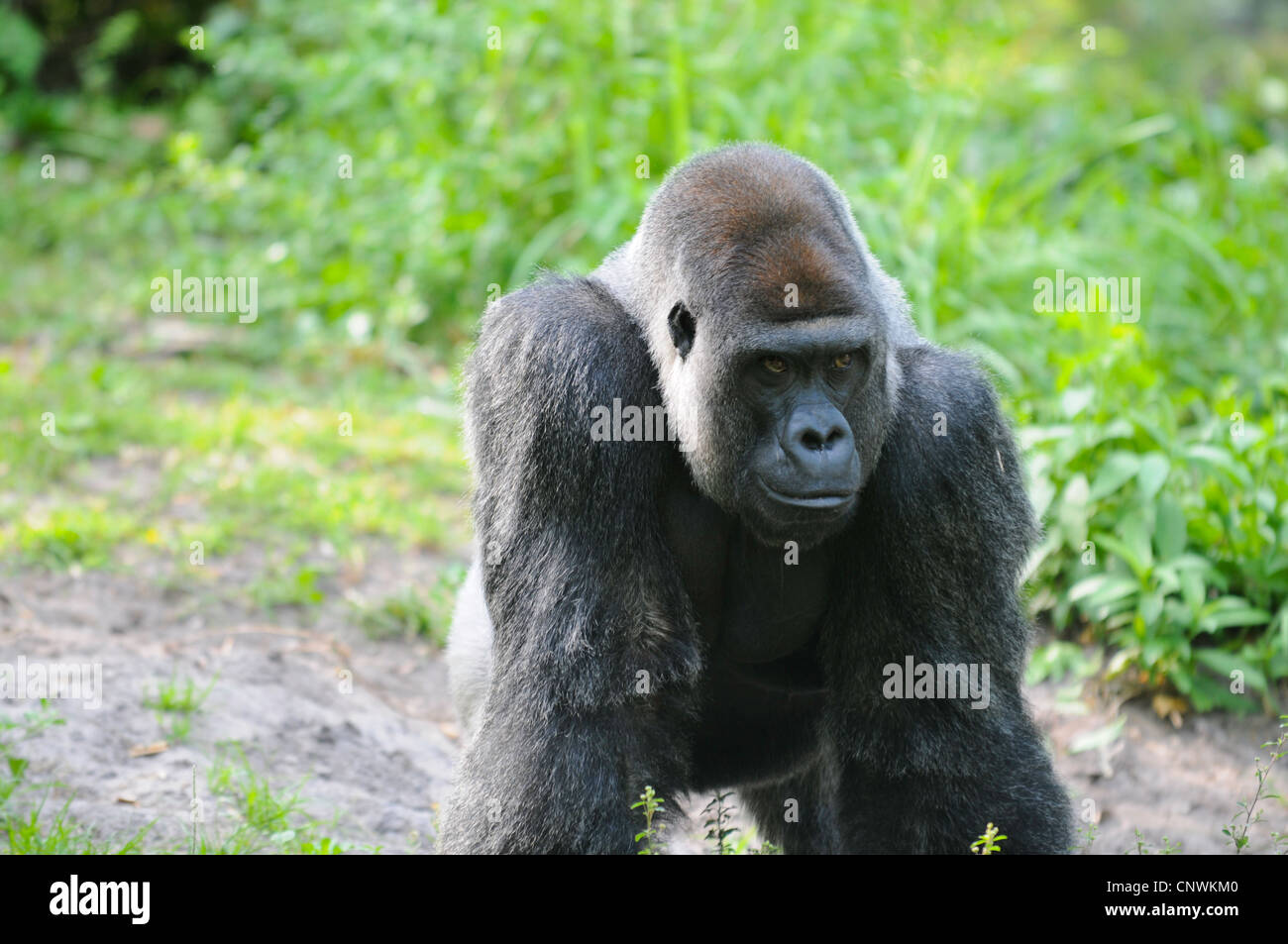 Silverback Gorilla tourné de face Banque D'Images