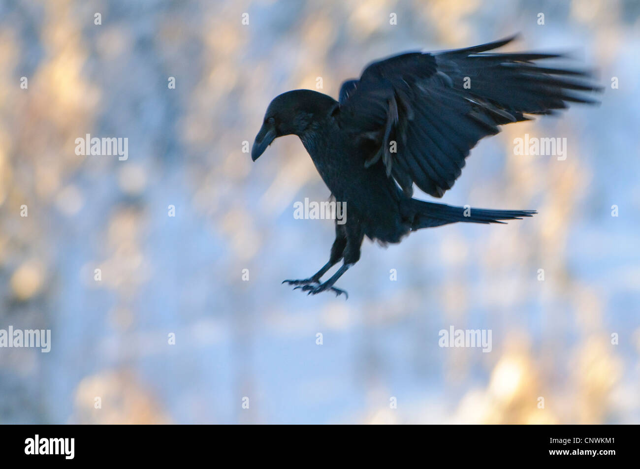 Grand corbeau (Corvus corax), l'atterrissage, la Norvège Photo Stock ...