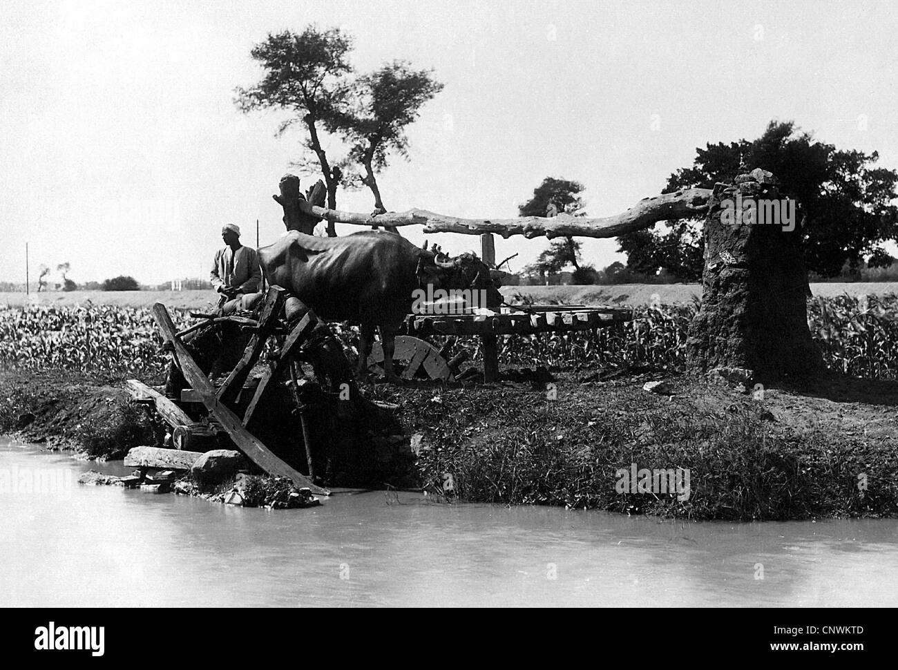 Géographie / voyage, Égypte, agriculture, travail nautique sur le Nil, 19e siècle, historique, historique, roue dentée, roue dentée, roues dentées, roues dentées, écope, écope, ramasse, ramasse, eau, culture, boeuf, bétail, agriculteur, champ, travail sur le terrain, travail sur le terrain, irrigation, arrosage, Clearations, animal de travail, animal de travail, animal de travail, animaux de travail, personnes, droits supplémentaires non disponibles Banque D'Images
