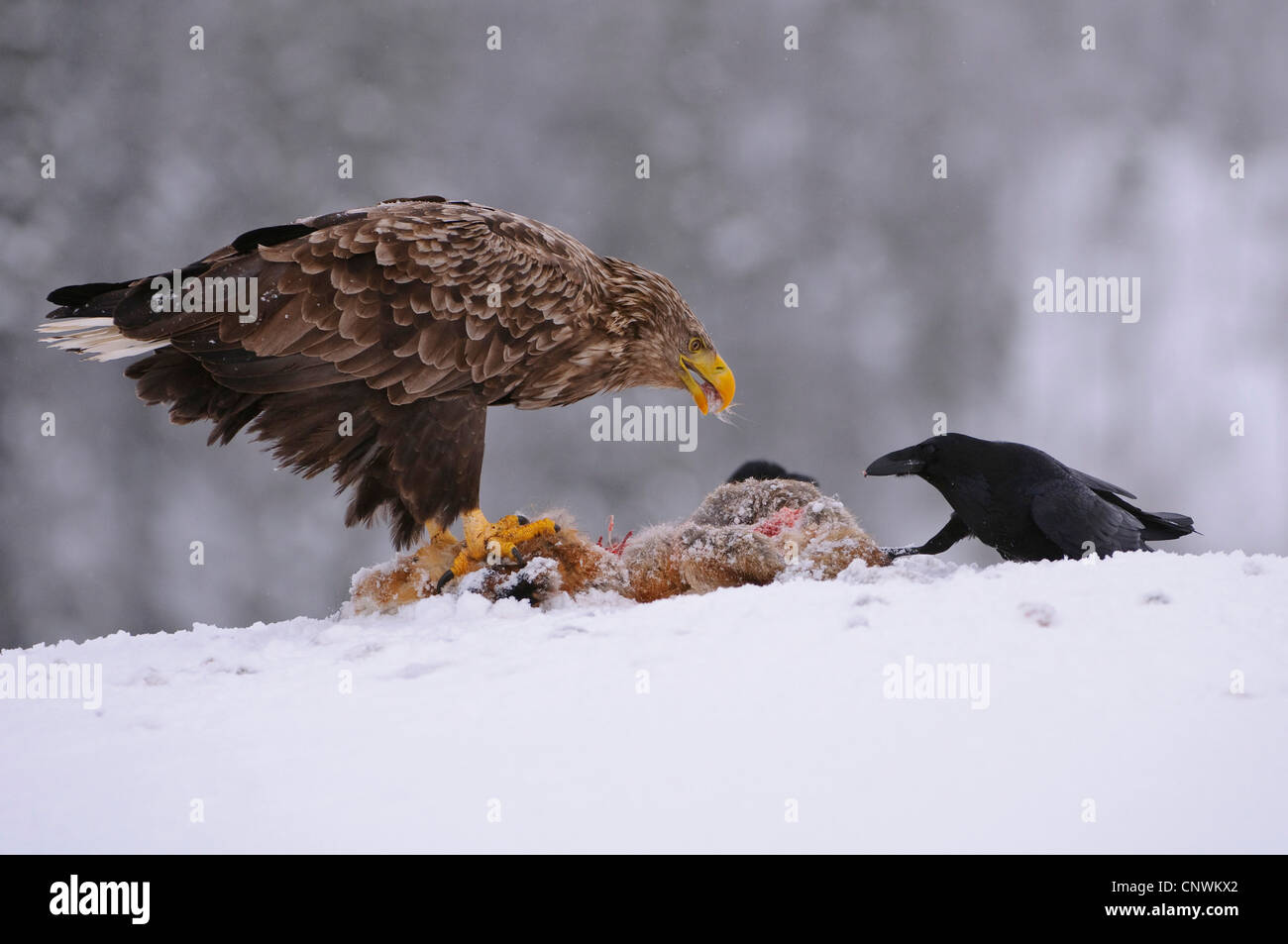 Pygargue à queue blanche (Haliaeetus albicilla), se nourrissent d'une carcasse de fox avec un hooded crow, Norvège Banque D'Images
