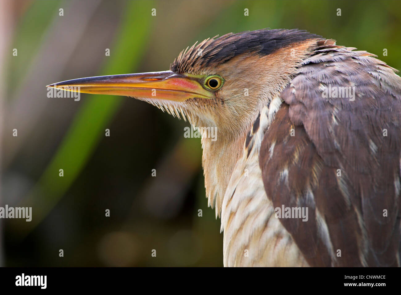 Blongios nain (Ixobrychus minutus), portrait, Grèce, Lesbos Banque D'Images