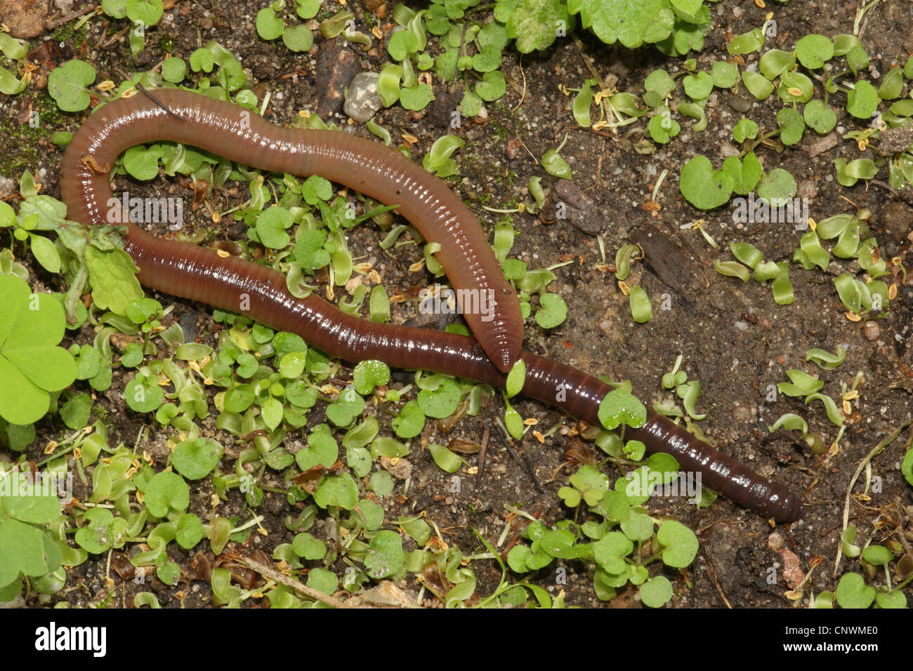Ver de terre commun, ver de terre, ver de lob, rosée worm, Ver squirreltail twachel, (Lumbricus terrestris), sur sol humide Banque D'Images