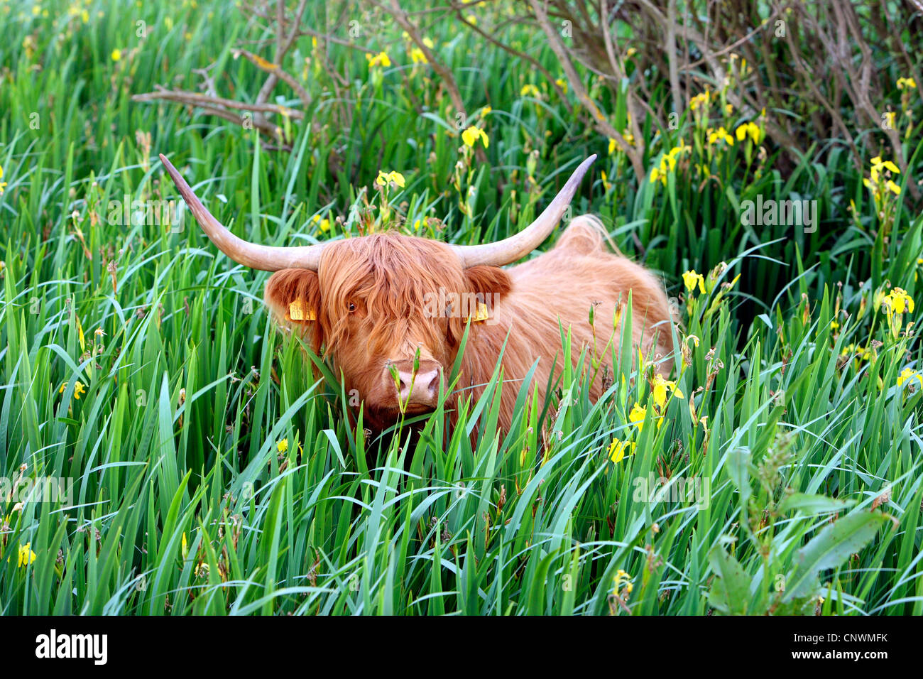 Scottish Highland bovins (Bos primigenius f. taurus), au milieu d'iris jusqu'au cou, Pays-Bas, Westfriesische 151 Banque D'Images