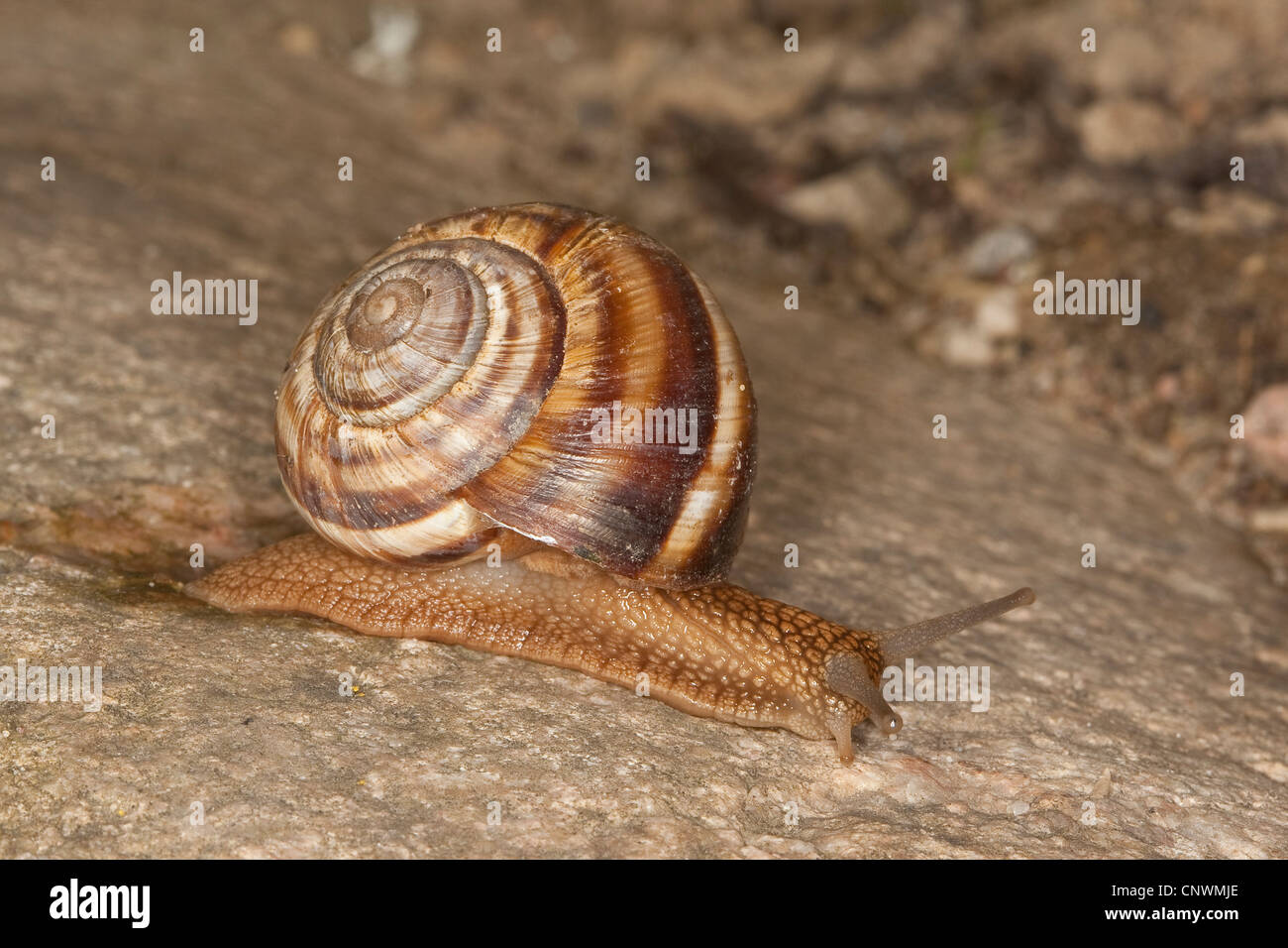 Escargot turc, les escargots (Helix lucorum), rampage, Allemagne Banque D'Images