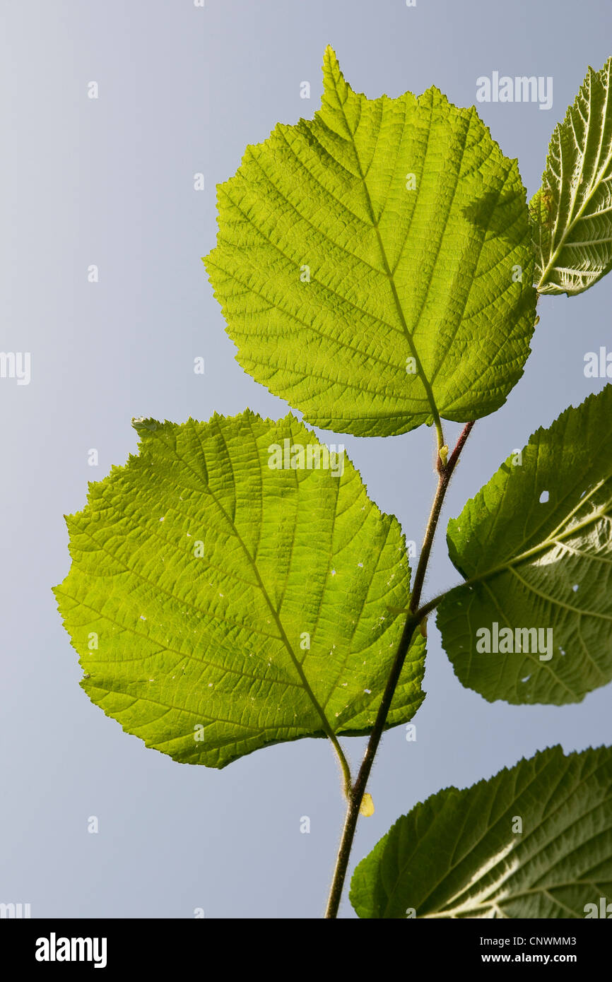 Le noisetier commun (Corylus avellana), les feuilles contre le ciel bleu, Allemagne Banque D'Images