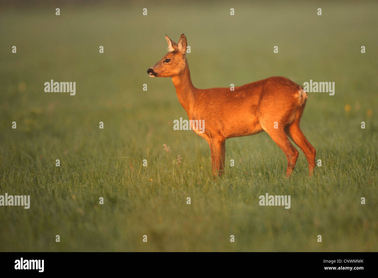 Le chevreuil (Capreolus capreolus), dans un pré, Allemagne Banque D'Images