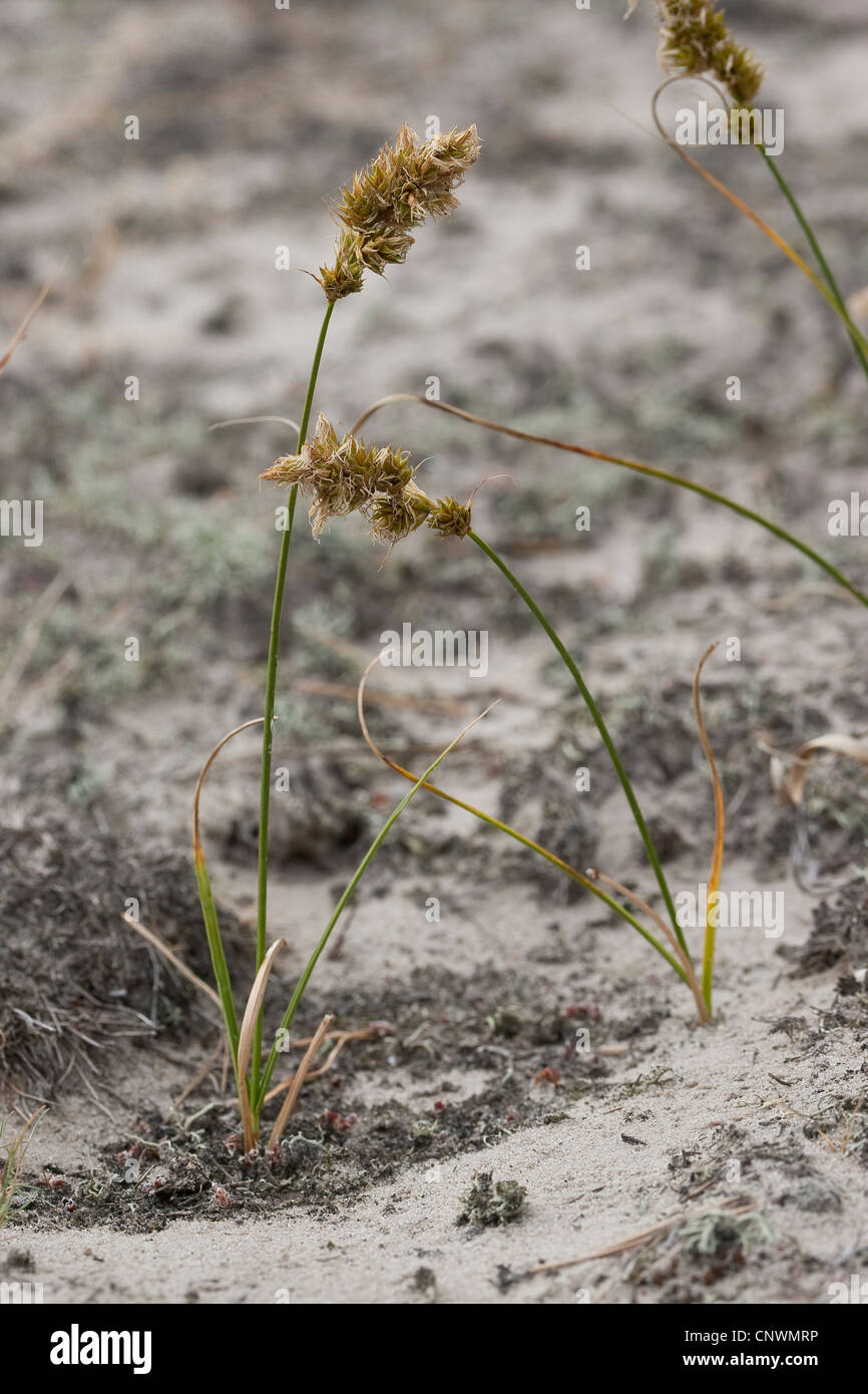 Sand (Carex arenaria), croissant sur une dune, Allemagne Banque D'Images