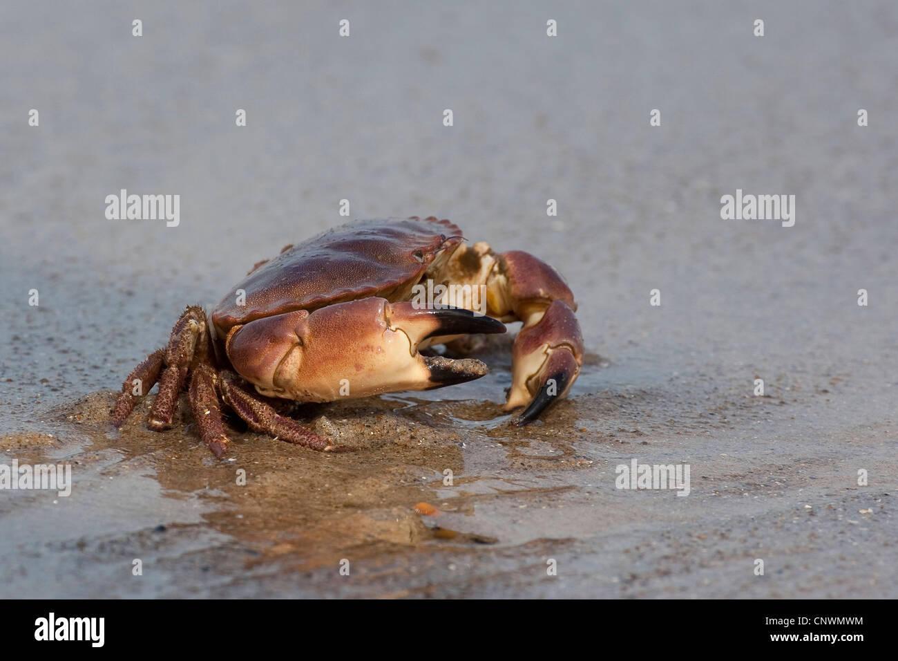 Crabe européen (Cancer pagurus), assis dans le sable à la côte de la mer du Nord, Allemagne Banque D'Images