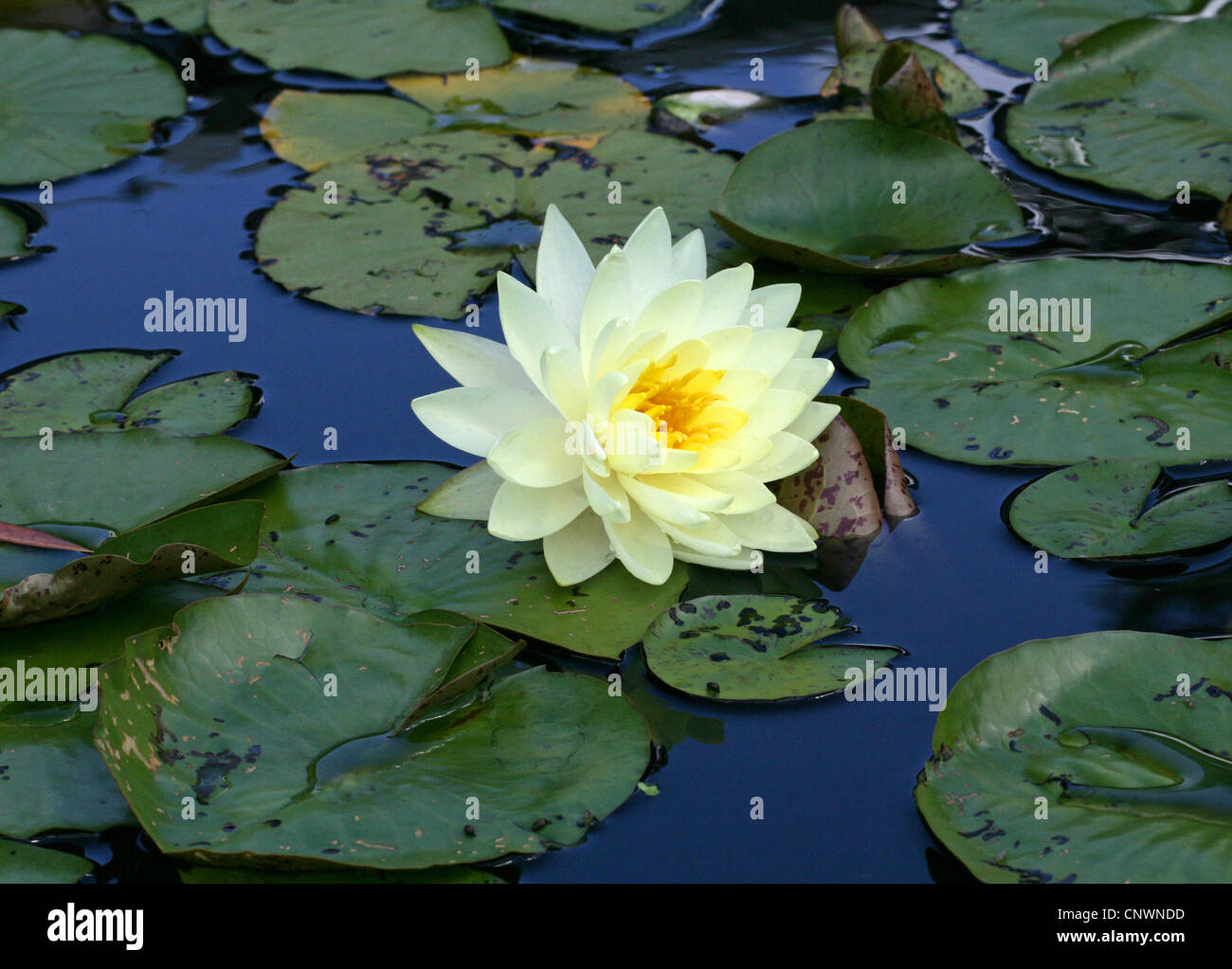 Hardy Water Lily, Nymphaea 'OR', Nymphaeaceae. Banque D'Images