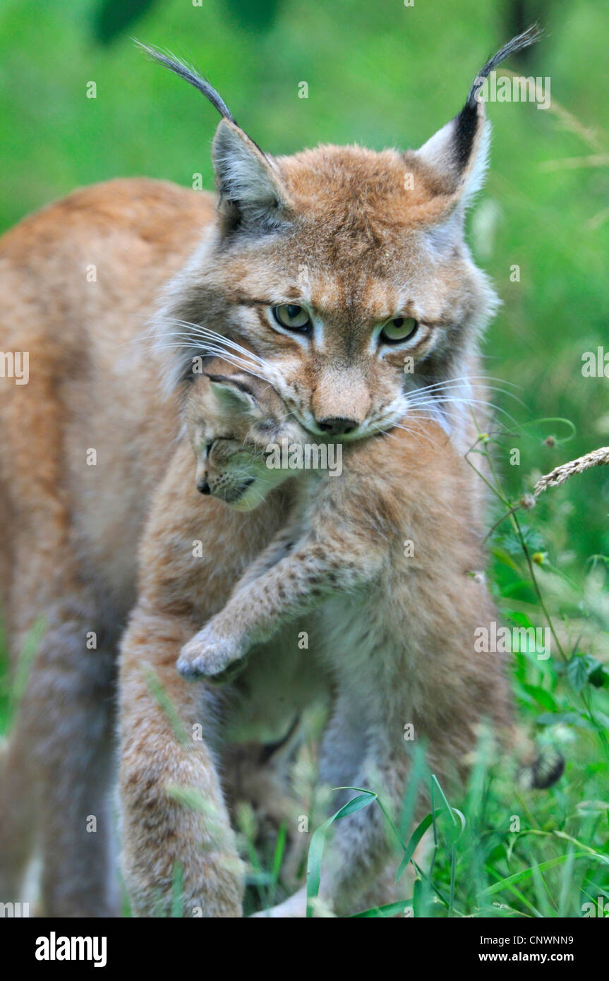 Le lynx eurasien (Lynx lynx), mère portant un mineur dans la bouche Banque D'Images