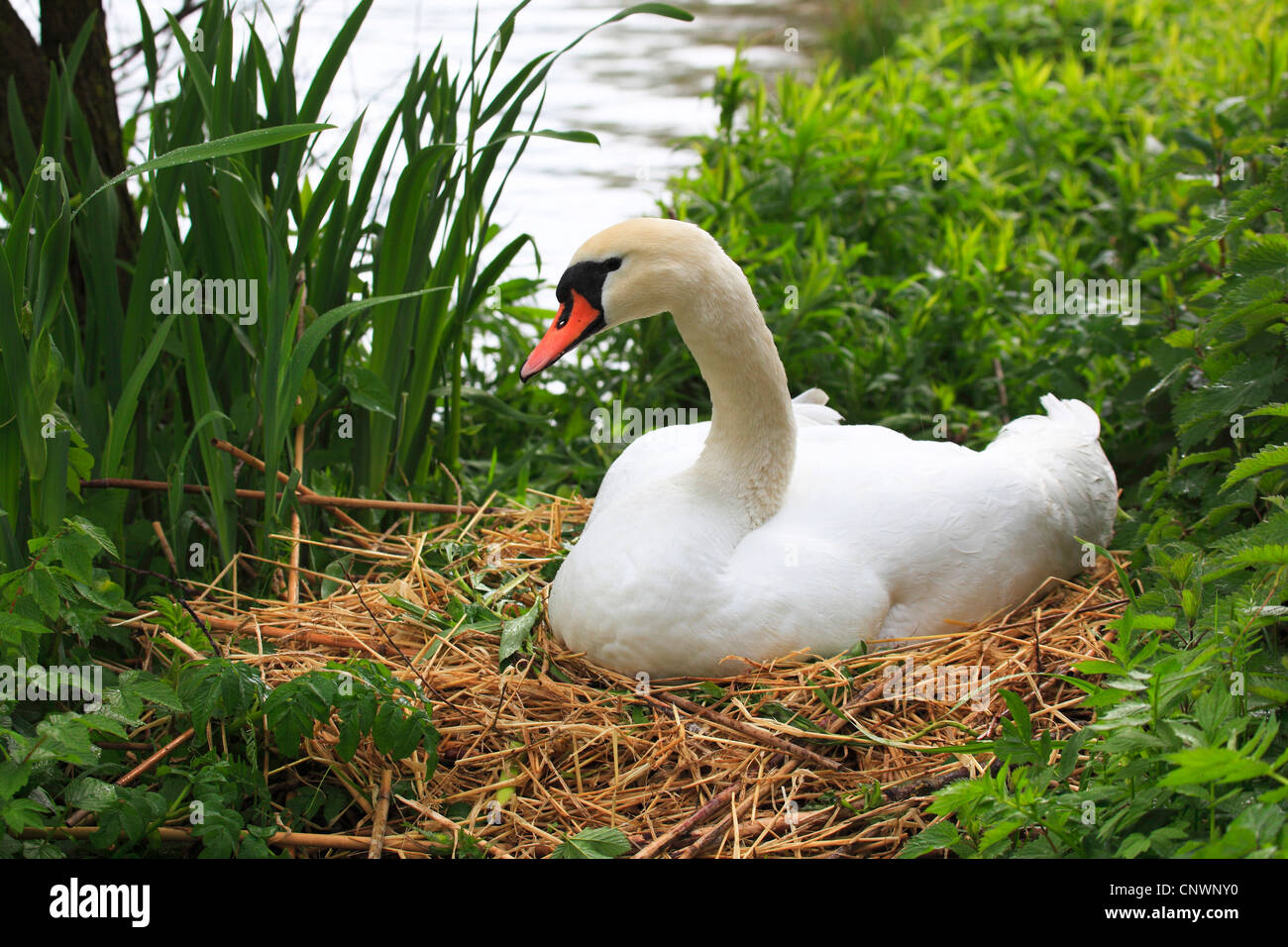 Mute swan (Cygnus olor), se reproduit sur un fleuve, Suisse Banque D'Images