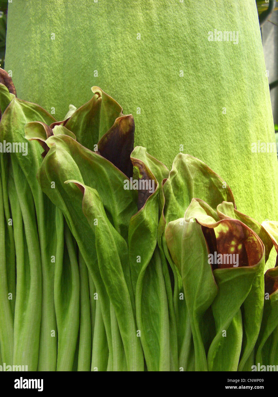 L'Arum Titan (Amorphophallus titanum), inflorescence, détail Banque D'Images