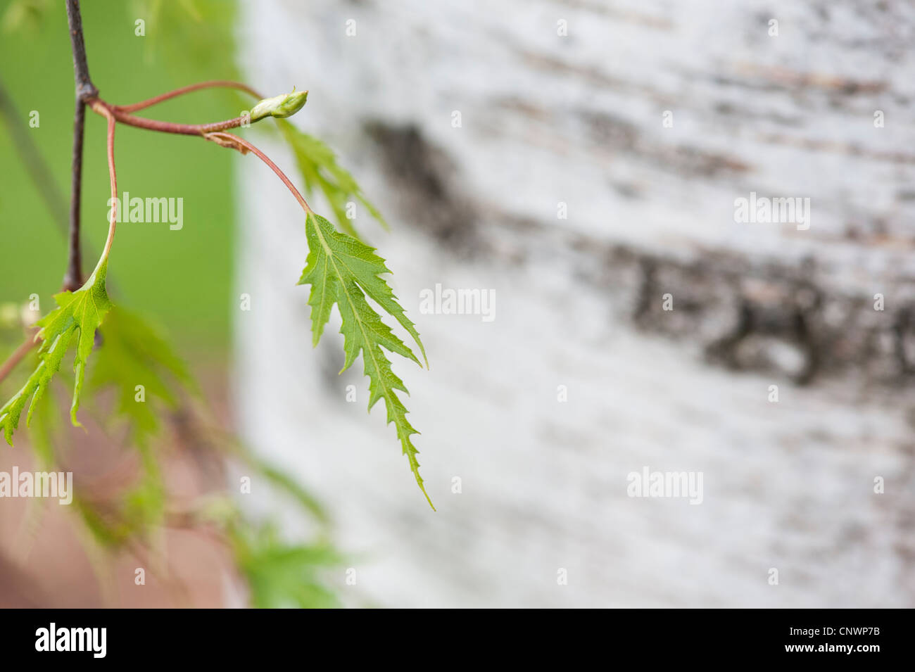 Betula pendula dalecarlica. Bouleau feuilles coupées suédois Banque D'Images