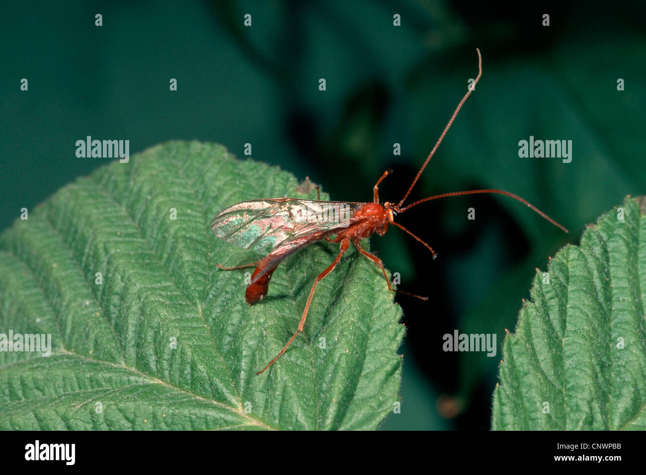 Ophion luteus (Ophion luteus), assis sur une feuille Banque D'Images