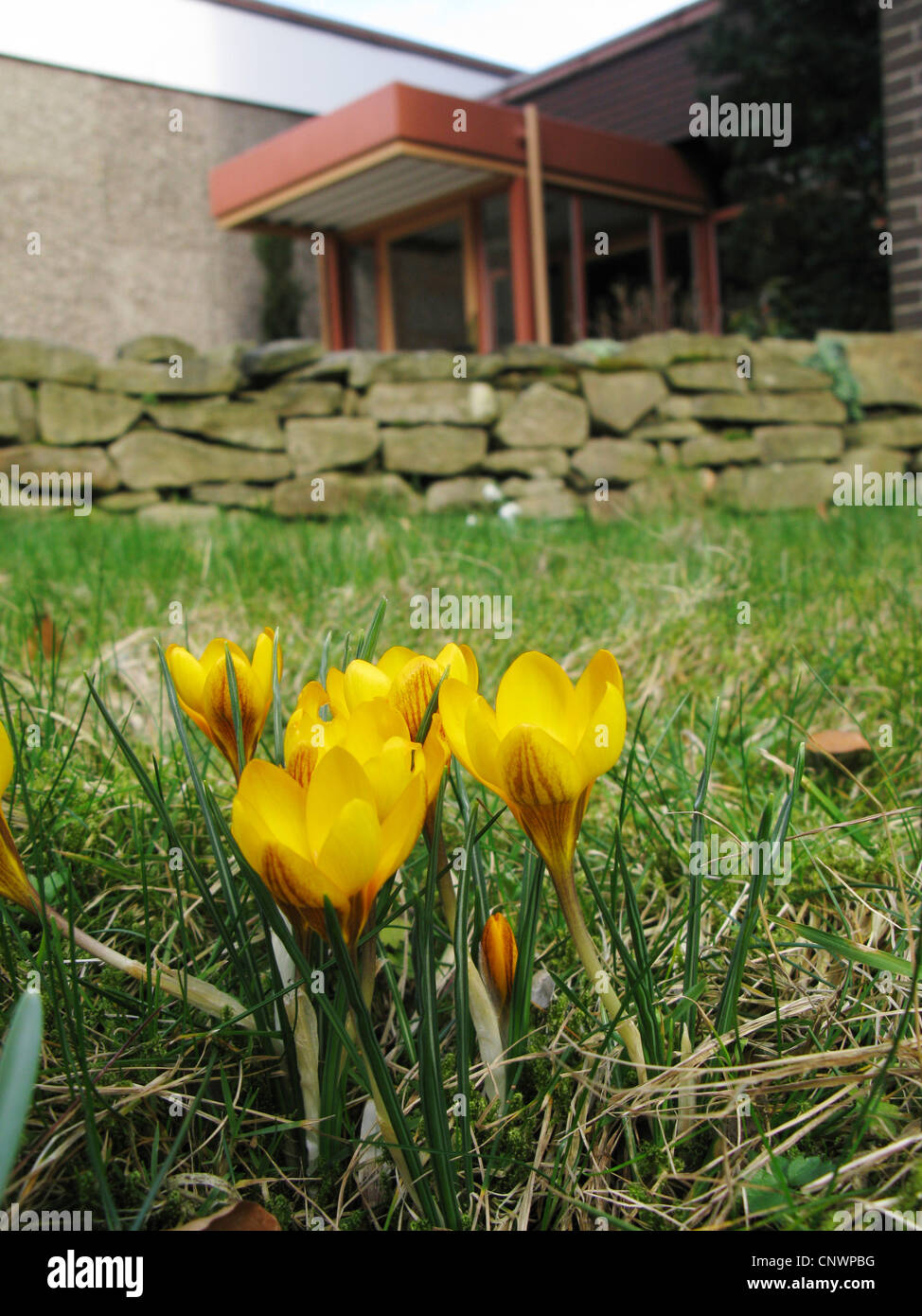 Crocus jaune, la neige crocus (Crocus chrysanthus), dans un pré en fleurs Banque D'Images