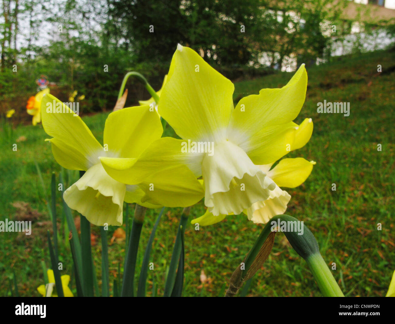 Jonquille (Narcissus Narcissus', 'Sprague Sprague), Jonquilla jonquille, le cultivar Sprague Banque D'Images