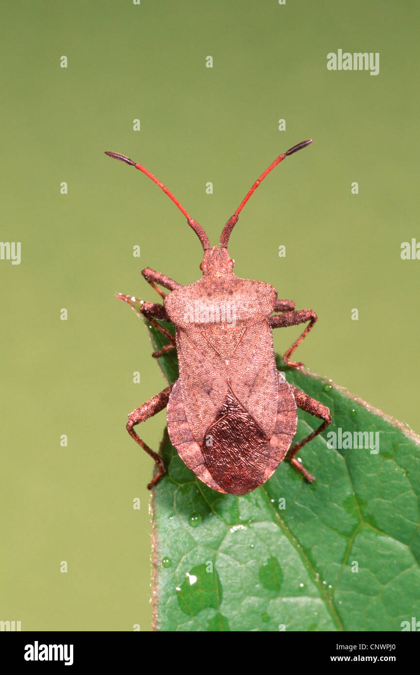 Squash bug (Coreus marginatus, Mesocerus marginatus), assis sur une feuille, Allemagne Banque D'Images