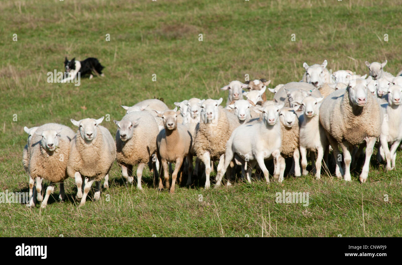 Border Coolie berger troupeau de moutons escalade la colline d'un pâturage dans le sud-ouest de l'AV Banque D'Images